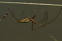 Tetragnatha_extensa_D5085_Z_89_Canal du Nivernais_Frankrijk